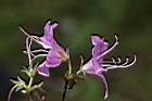 埔里杜鵑-花08.jpg