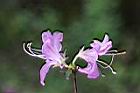 埔里杜鵑-花19.jpg