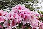杜鵑花-粉紅11.JPG