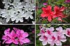 杜鵑花-花.jpg