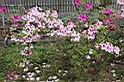 杜鵑花15.JPG