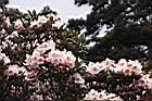 森氏杜鵑-花04.JPG