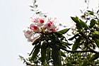 森氏杜鵑-花06.jpg