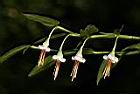 毛蕊木-花19.JPG