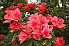 火紅杜鵑-花04.JPG