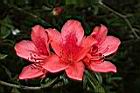 火紅杜鵑-花22.JPG