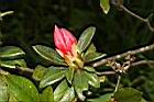 火紅杜鵑-花苞01.JPG