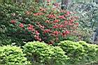 火紅杜鵑00.JPG