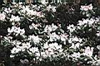猴頭杜鵑-花08.JPG