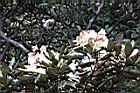 猴頭杜鵑-花25.JPG