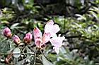 猴頭杜鵑-花29.JPG