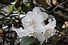 猴頭杜鵑-花38.JPG