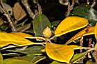 猴頭杜鵑-花苞05.JPG