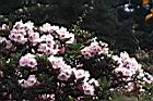 玉山杜鵑-花02.JPG