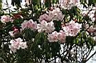 玉山杜鵑-花05.jpg