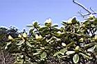 玉山杜鵑-花苞05.JPG