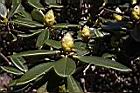 玉山杜鵑-花苞13.JPG