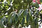 玉山杜鵑-芽01.jpg