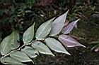 白珠樹-葉背3.jpg