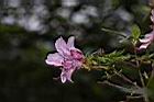 細葉杜鵑-花09.JPG