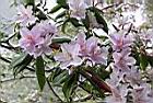 西施花-花01.jpg