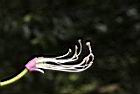 西施花-花蕊02.JPG