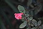 金毛杜鵑-花00.jpg