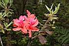 金毛杜鵑-花30.JPG