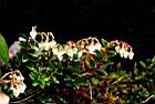 高山白珠樹-花01.jpg