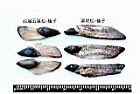 濕地松-種子05.JPG