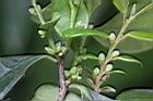 象牙樹-雄雌花苞0.JPG
