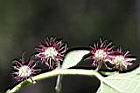 小構樹-雌花2.jpg