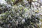 珍珠蓮06.jpg
