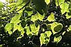 菩提樹-葉06.JPG