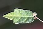 菱葉濱榕-葉背2.jpg