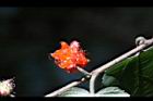 葡蟠-紅實10.JPG