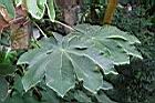 號角樹-葉05.jpg