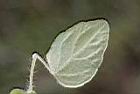 玉山山奶草-葉背2.JPG