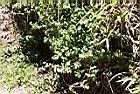 玉山山奶草03.JPG
