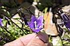 玉山沙參-花柱4.jpg