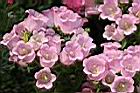 風鈴草-粉紅花05.jpg