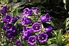 風鈴草-紫花06.JPG
