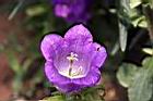風鈴草-紫花11.JPG