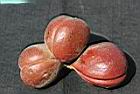 掌葉蘋婆-實05.jpg
