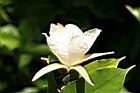 翅子樹-花03.JPG