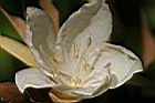 翅子樹-花11.JPG