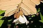 翅子樹-花12.JPG