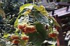 非洲芙蓉-枯花序05.JPG