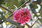 非洲芙蓉-花04.JPG