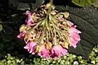 非洲芙蓉-花08.JPG